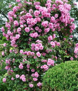 Цветки имеют привлекательную форму старинных роз. В начале они ярко-розовые, затем выгорают до бледно-розовых с кремовым основанием лепестков. Цветение непрерывное до самых морозов. 